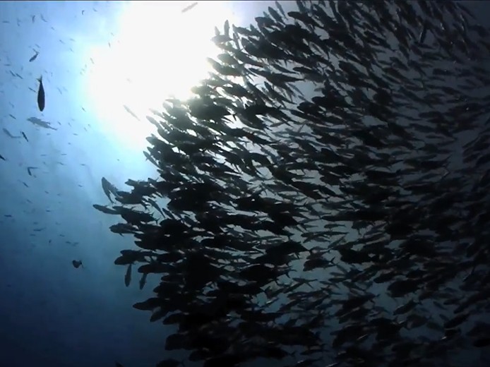 Fischschwarm im Meer