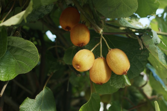Kiwi wachsend auf einem Kiwibaum