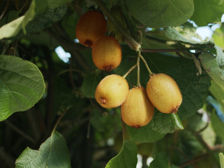 Kiwi wachsend auf einem Kiwibaum