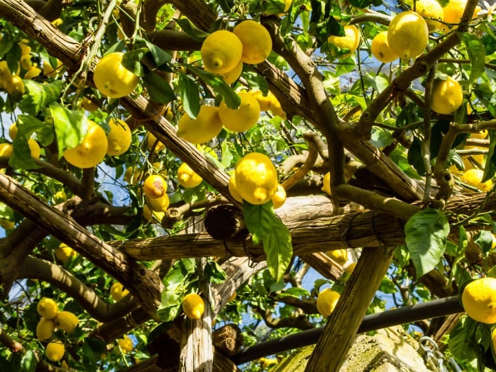 Die SPAR Amalfi Zitronen wird seit 1860 in der fünften Generation der Familie Ruocco an der wunderschönen Amalfi Küste mit sehr viel Liebe und Hingabe angebaut und per Hand geerntet. Über mehrer Generation wurde die Kunst des Anbaus der vielseitigen Zitrusfrucht weitergegeben.