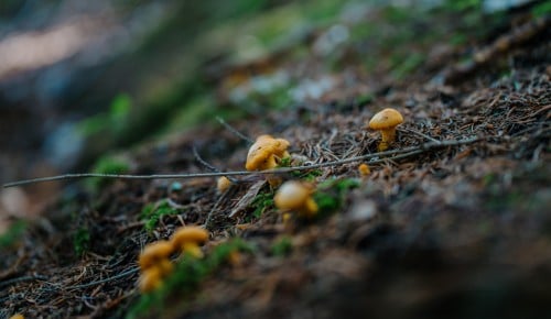 Eierschwammerl