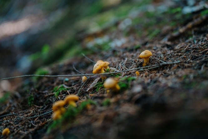 Eierschwammerl