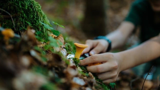 Eierschwammerl brocken