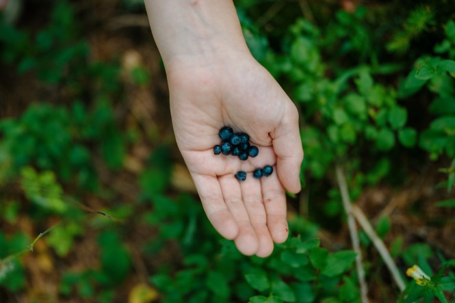 wilde Heidelbeeren