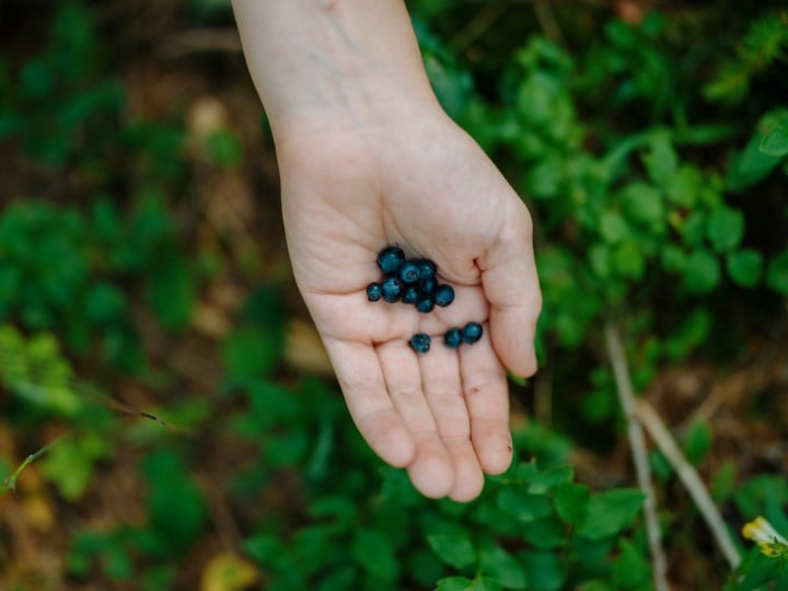 wilde Heidelbeeren