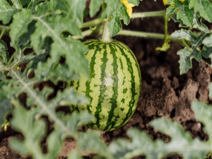 SPAR Mahlzeit! Geschichten mit Geschmack Bio-Melonen