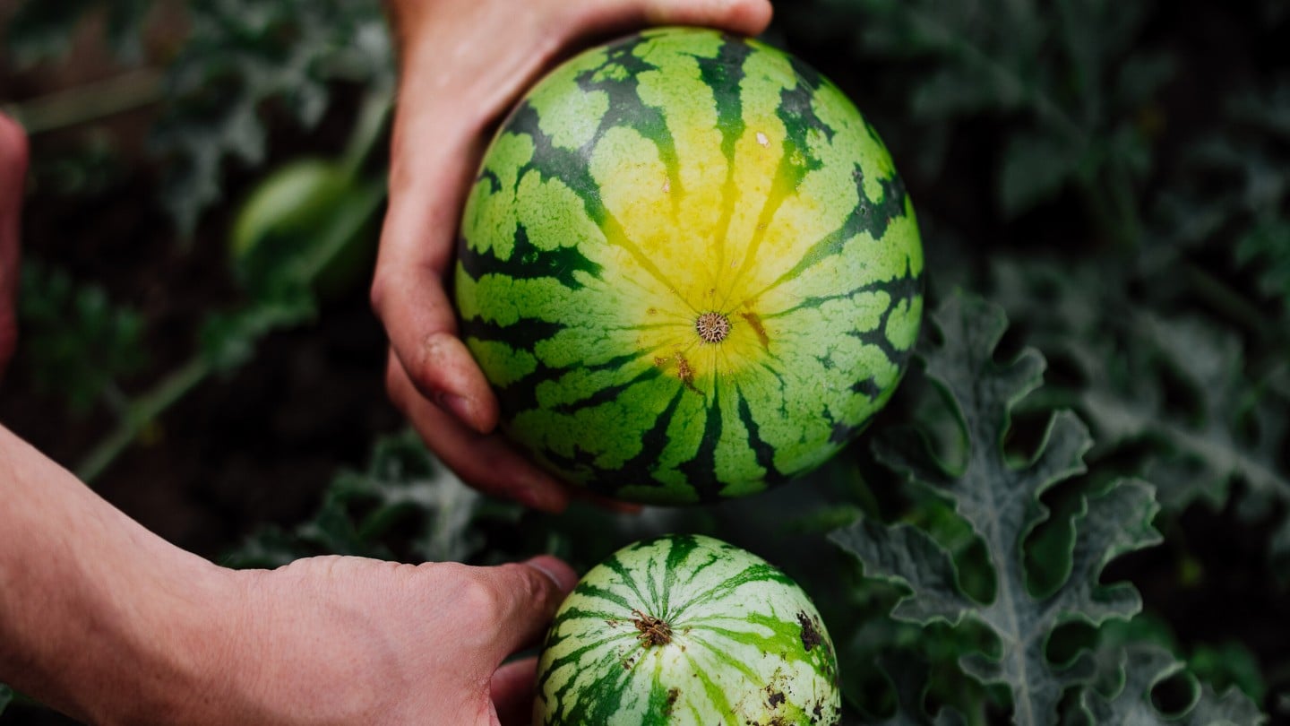 SPAR Mahlzeit! Geschichten mit Geschmack Bio-Melonen