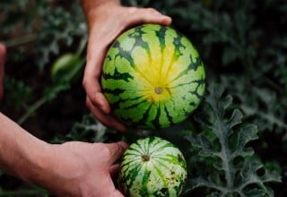SPAR Mahlzeit! Geschichten mit Geschmack Bio-Melonen