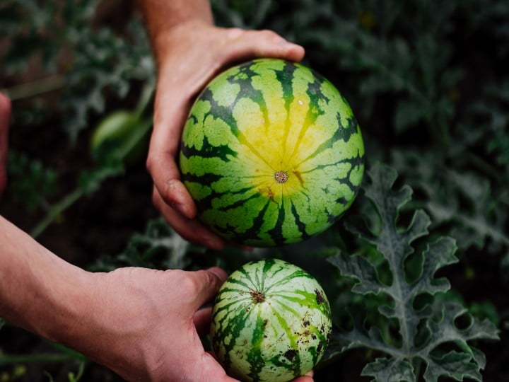 SPAR Mahlzeit! Geschichten mit Geschmack Bio-Melonen