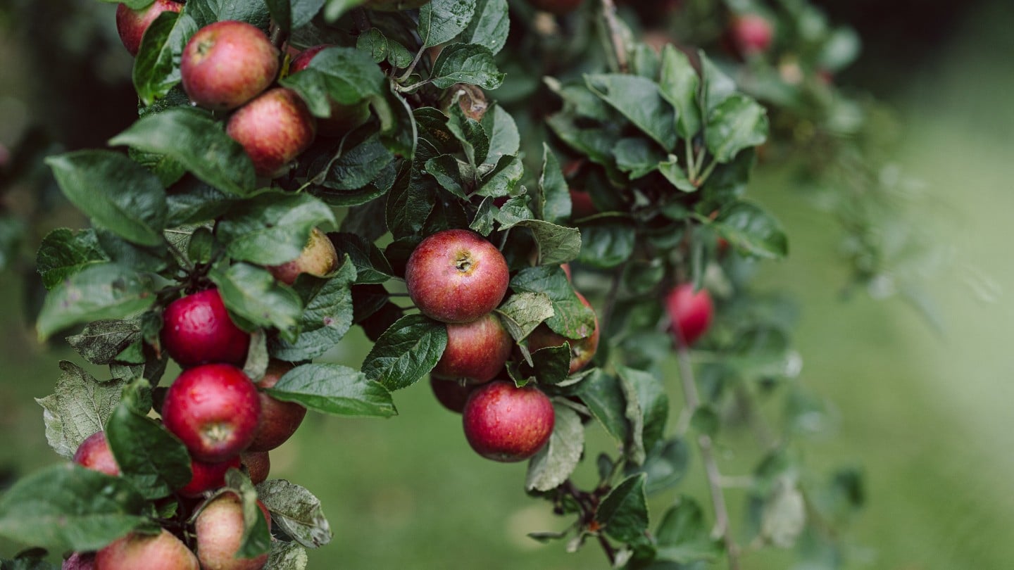 Reife rote Äpfel hängen dicht an dicht an einem grünen Apfelbaum