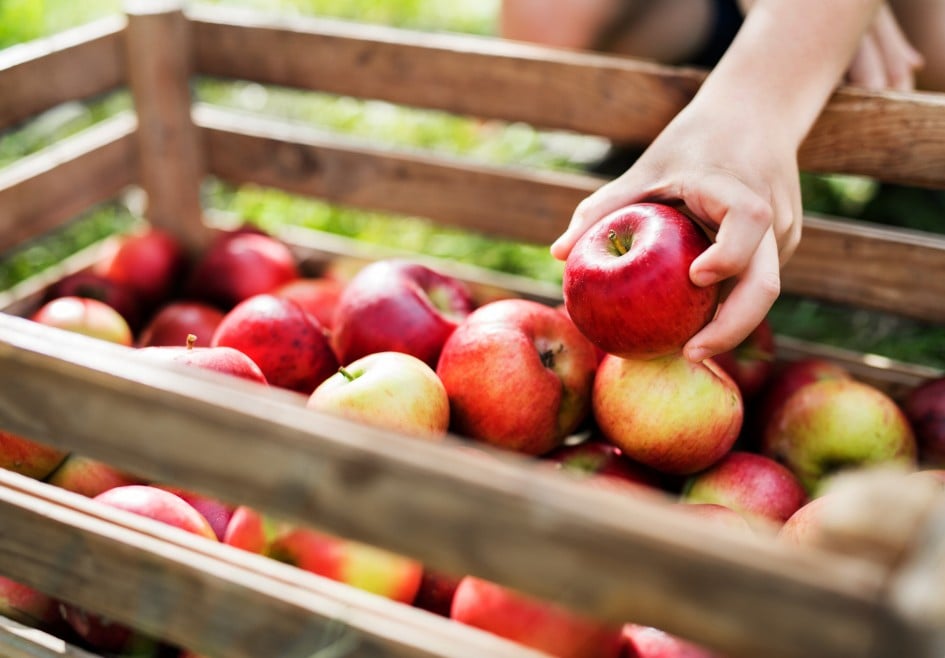 Steiermark Genussapfel Premium Elstar