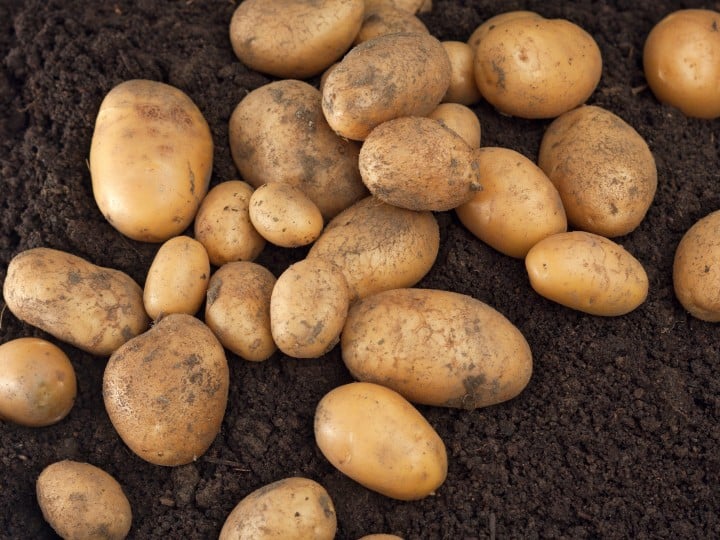 Frisch geerntete Biokartoffel