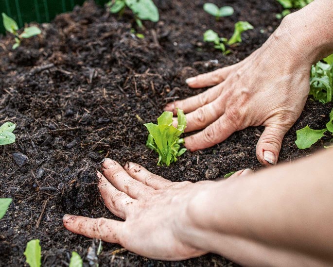 Es werden Hände gezeigt die auf einem Feld Salat pflanzen