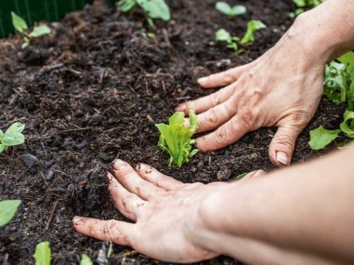 Es werden Hände gezeigt die auf einem Feld Salat pflanzen