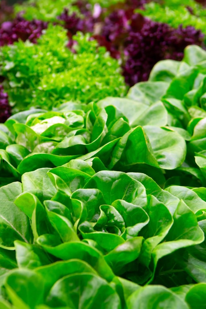 Bio Green fresh butterhead lettuce ready to harvest