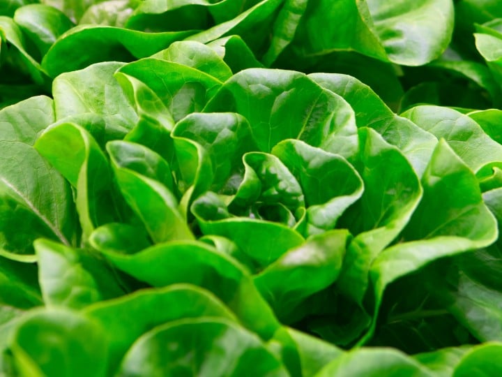 Bio Green fresh butterhead lettuce ready to harvest