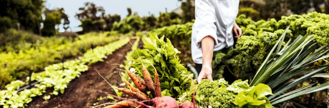 Anonymous chef harvesting fresh vegetables in an agricultural field. Self-sustainable female chef arranging a variety of freshly picked produce into a crate on an organic farm.