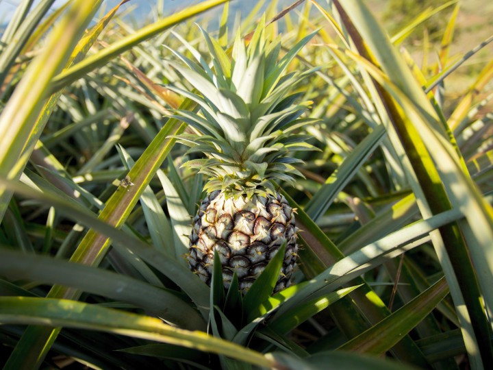 eine Ananas wächst natürlich auf einer Ananasplantage