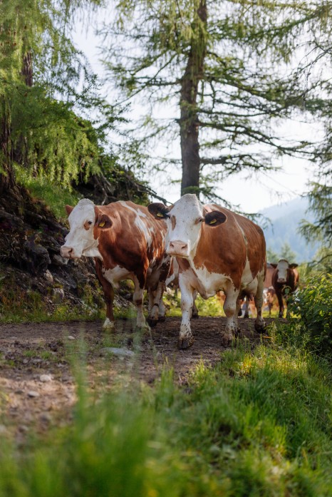 SPAR Mahlzeit! GmG-Almmilch