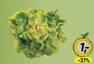 Kopfsalat