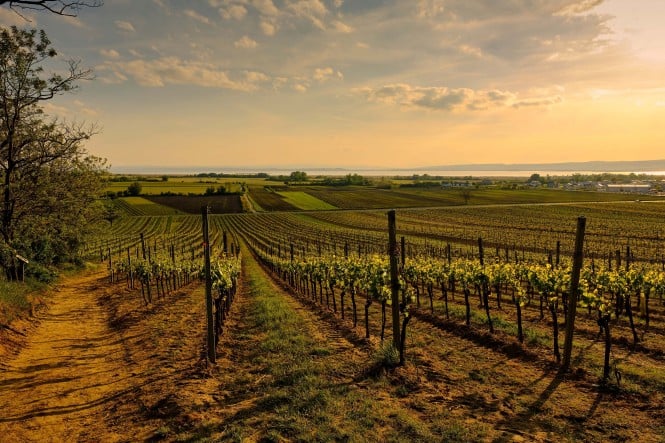 Blick über die Weinberge bei Weiden am See auf die Zitzmannsdorfer Wiesen und den Neusiedler See, Nationalpark Neusiedler See, Burgenland, Österreich