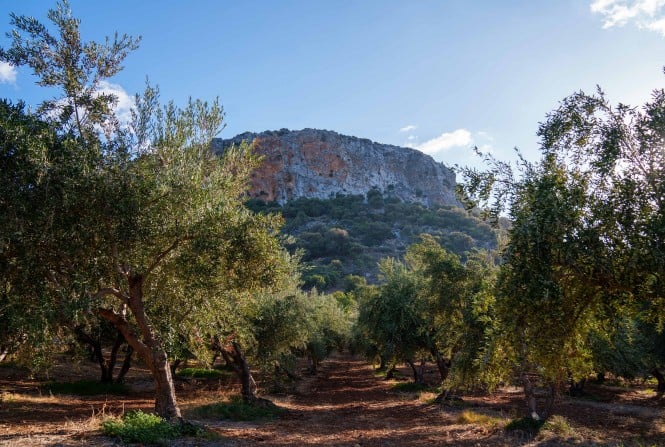 SPAR Natur*pur Olivenöl aus Griechenland