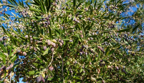 SPAR Natur*pur Olivenöl aus Griechenland