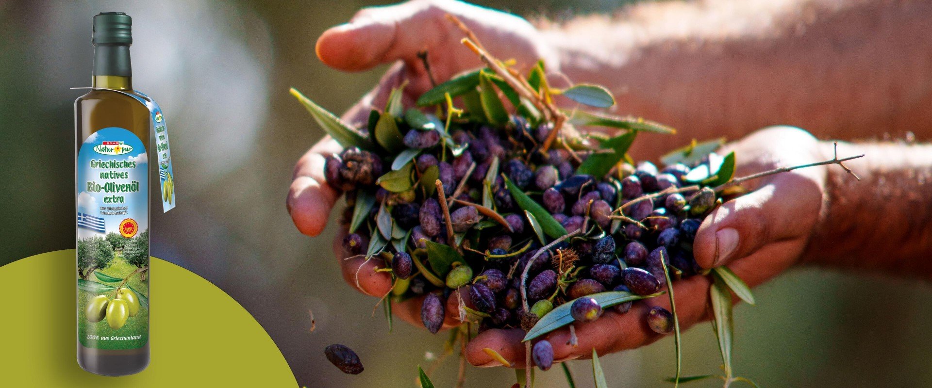 Olivenernte für SPAR Natur*pur Bio-Olivenöl