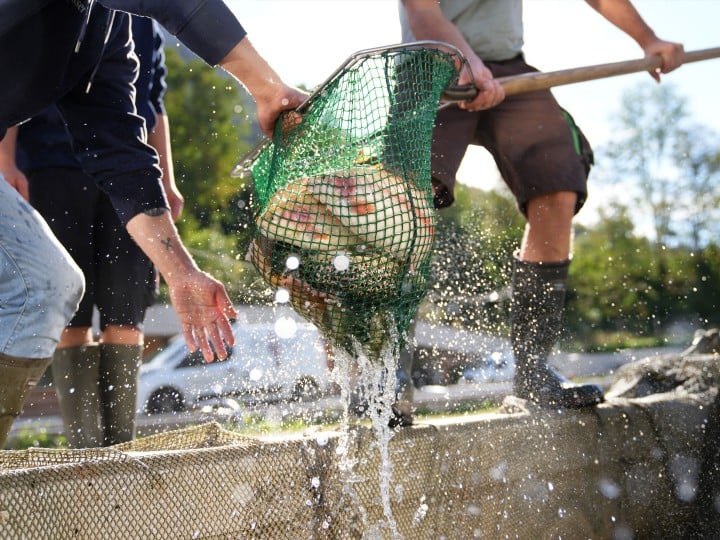 Hier wird im Bild ein großes Handnetz gezeigt indem Backforellen gefangen wurden. Dieses netzt wird gerade vion 3 Männern aus dem Wasser gezogen.