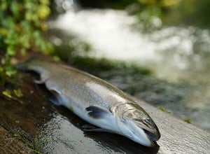 Hier sieht man eine tote Bachforelle. Sie liegt neben einem kleinen Fluss auf einem nassen Holzbrett.