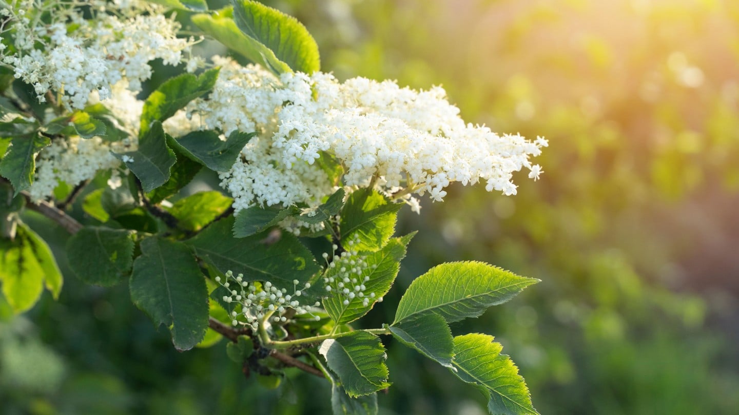 White flowers on a branch in the light of the setting sun. Beautiful background of spring elderberry flowers. Black elderberry is a popular shrub plant in the design of gardens.