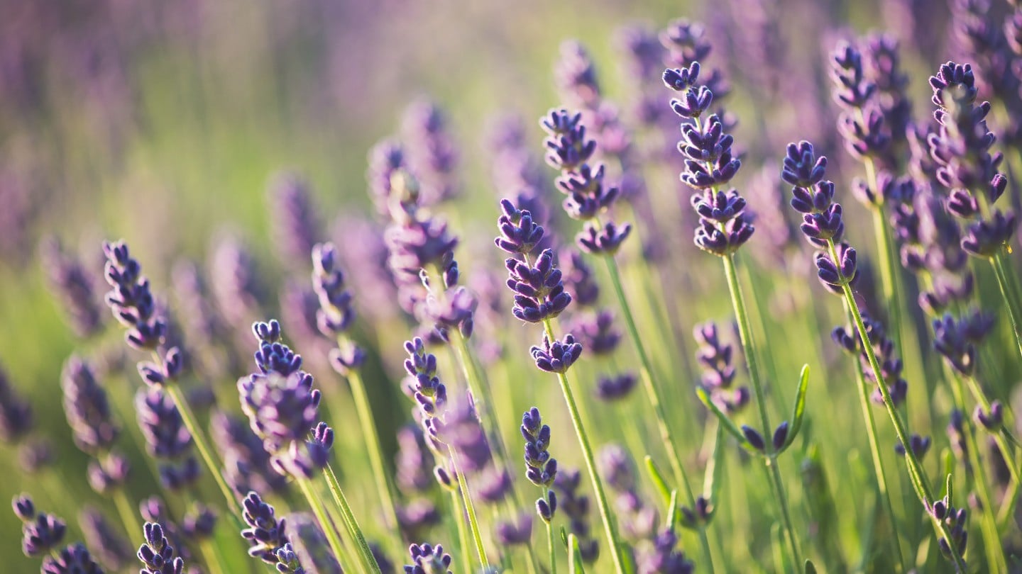 Lavendel