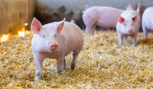 Mühlenhof Duroc Schwein