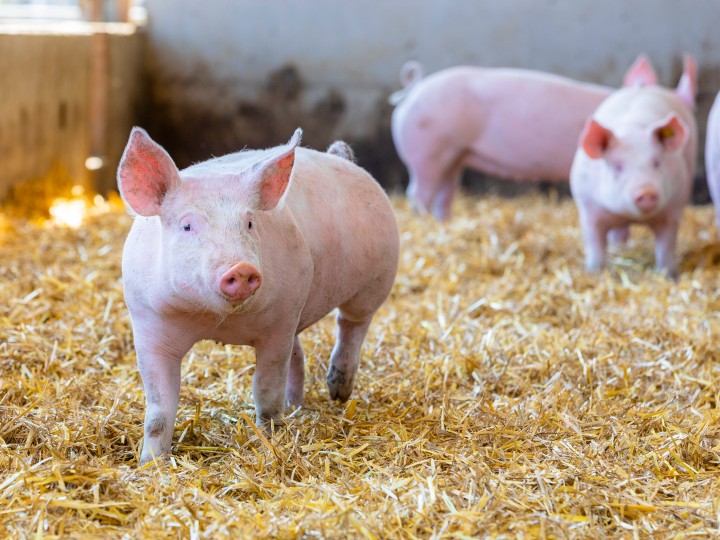 Mühlenhof Duroc Schwein