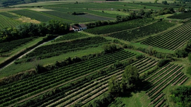 Weingarten 03