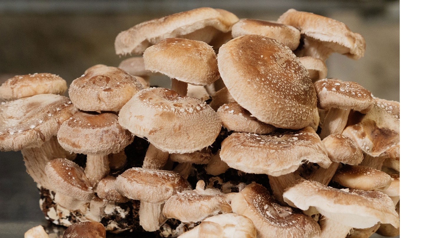 Hier sieht man eine Nahaufnahme einer Shiitake Pilzkultur