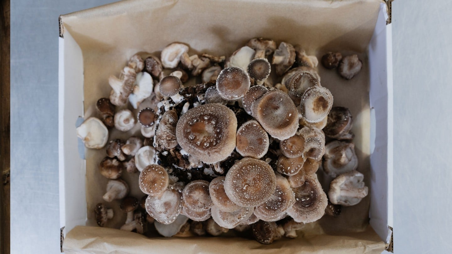 hier ihet man eine Shiitake Pilz Kultur in Nahaufnahme