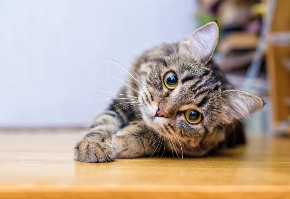 eine süße grau braun gestreifte Katze