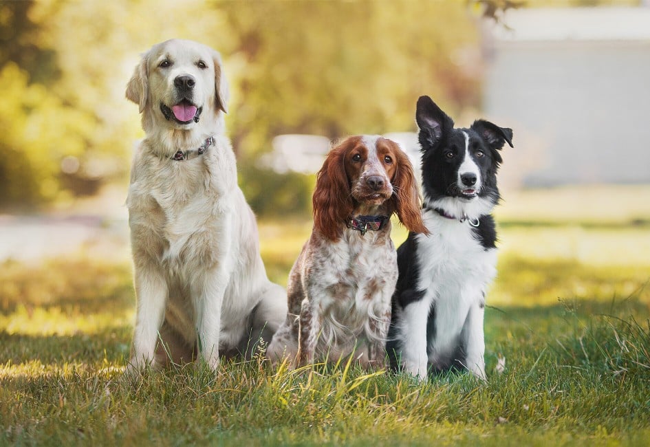  Golden Retriever Spaniel Border Collie