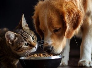 Ein Hund und eine Katze fressen gemeinsam aus einem Futternapf