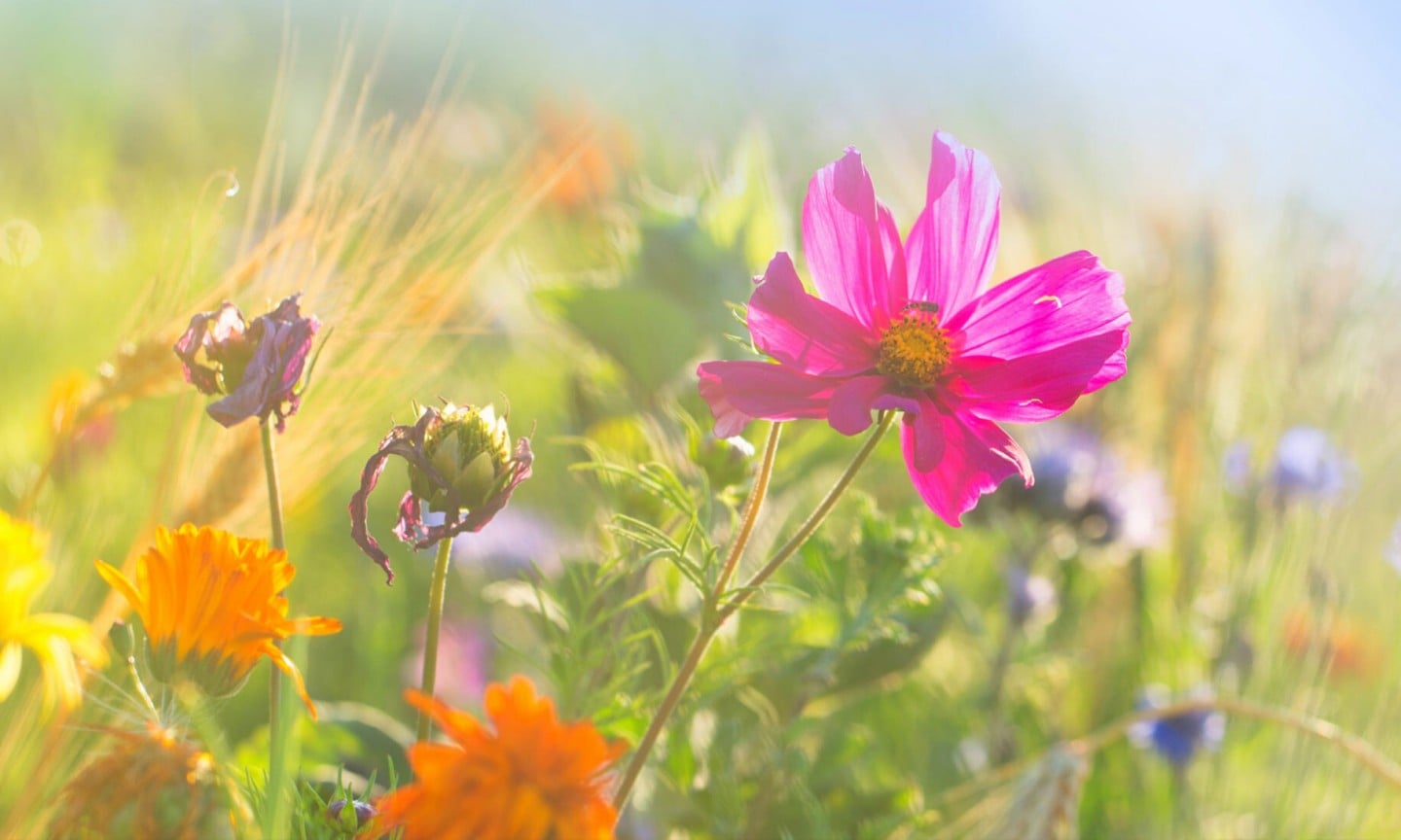 Bunte Wiese mit Wildblumen