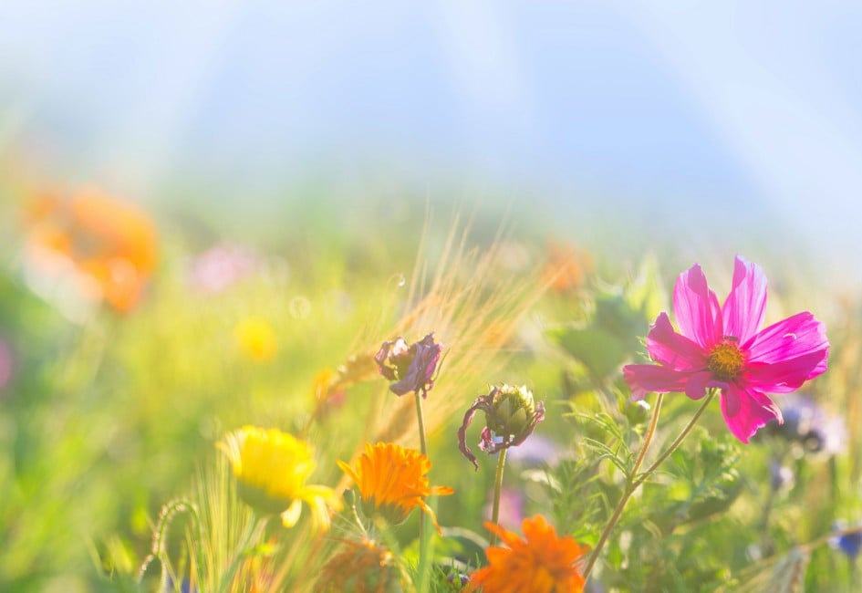 Bunte Wiese mit Wildblumen