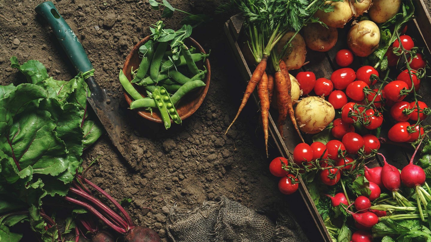 frisches Gemüse, Gemüse, Kartoffeln, Karrotten, Hintergrund, Rote Rüben, Organic, von oben, Landwirtschaft
