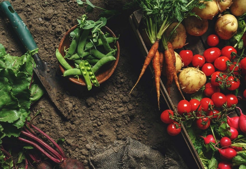 frisches Gemüse, Gemüse, Kartoffeln, Karrotten, Hintergrund, Rote Rüben, Organic, von oben, Landwirtschaft