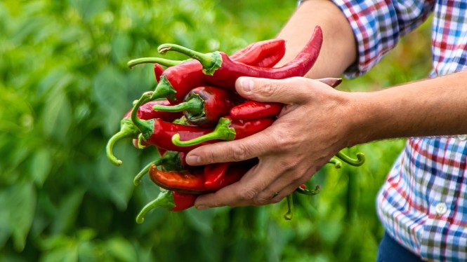 Chili Ernte im Garten. Bildausschnitt