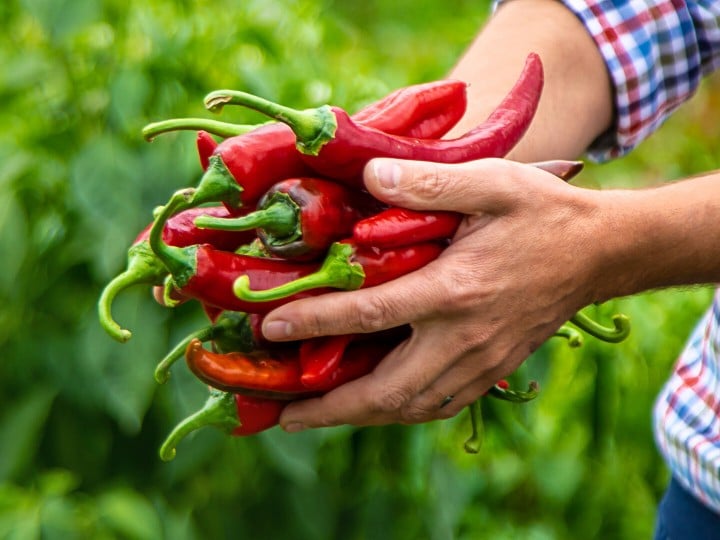 Chili Ernte im Garten. Bildausschnitt