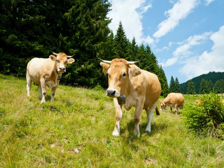 Kühe auf Weide