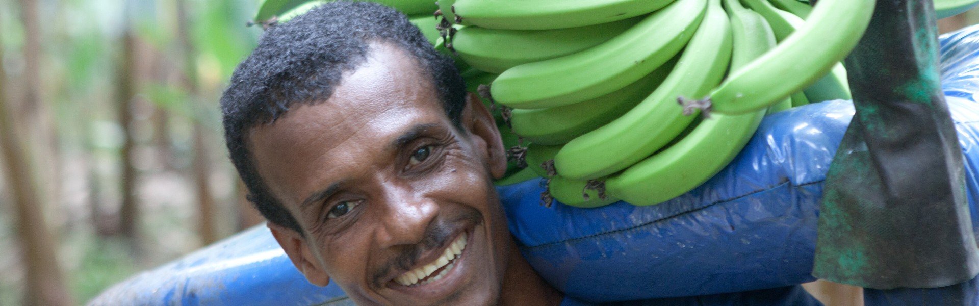 FAIRTRADE Bananenernte FAIRTRADE Bananenernte