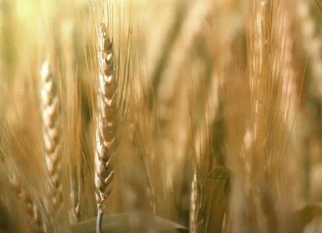 Video wissenschaftlicher Beirat