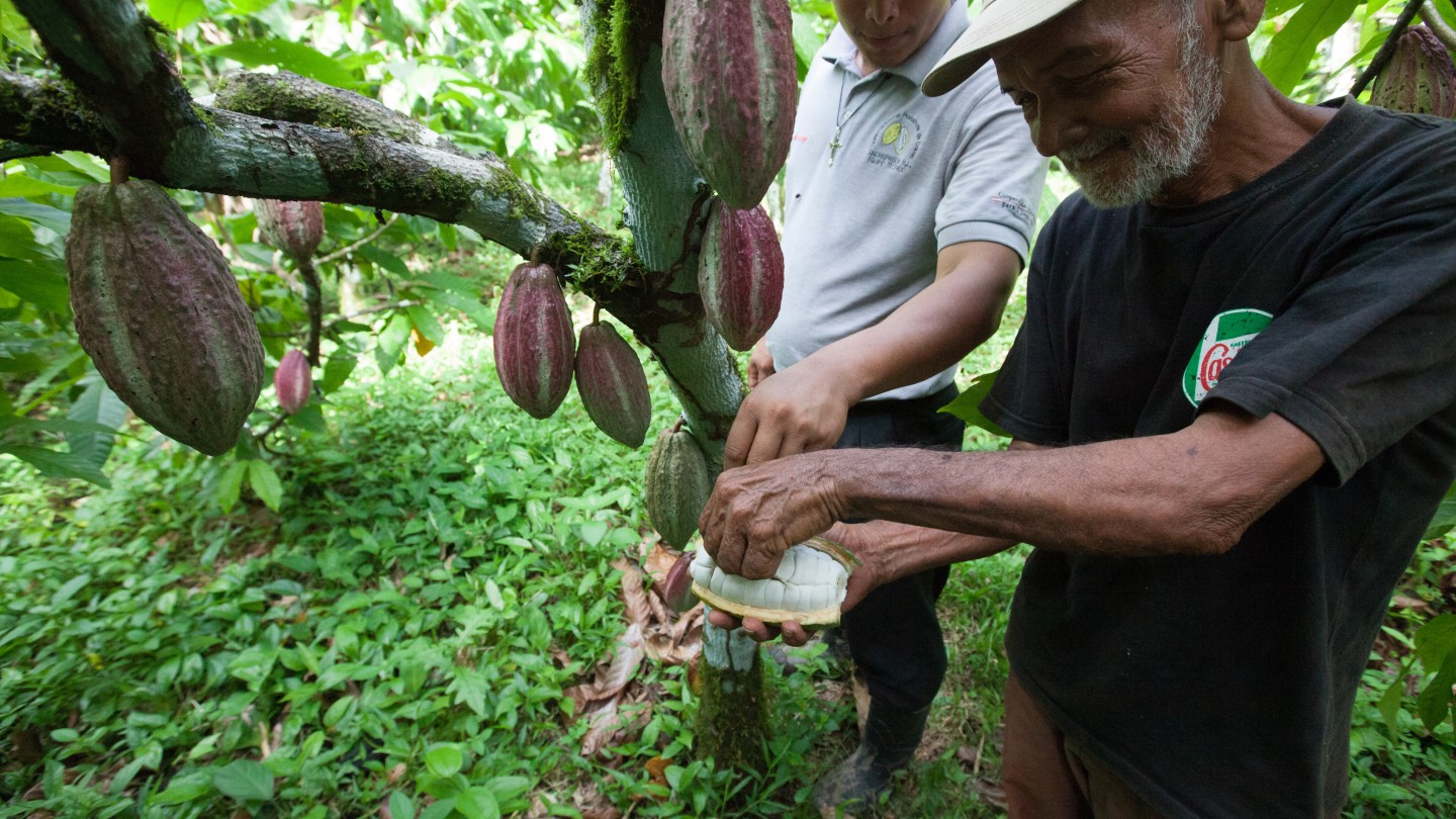 FAIRTRADE Kakaoproduzentinnen Ernte in Nicaragua
